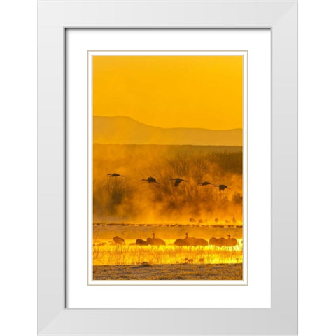 New Mexico, Bosque Del Apache Sandhill cranes White Modern Wood Framed Art Print with Double Matting by Illg, Cathy and Gordon