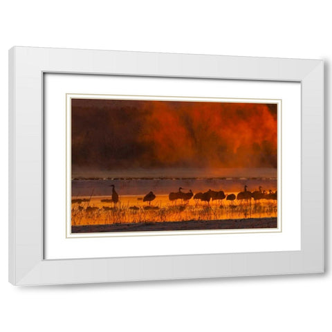 New Mexico, Bosque Del Apache Sandhill cranes White Modern Wood Framed Art Print with Double Matting by Illg, Cathy and Gordon