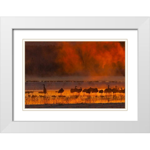 New Mexico, Bosque Del Apache Sandhill cranes White Modern Wood Framed Art Print with Double Matting by Illg, Cathy and Gordon