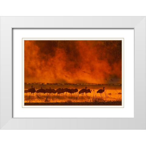 New Mexico, Bosque Del Apache Sandhill cranes White Modern Wood Framed Art Print with Double Matting by Illg, Cathy and Gordon