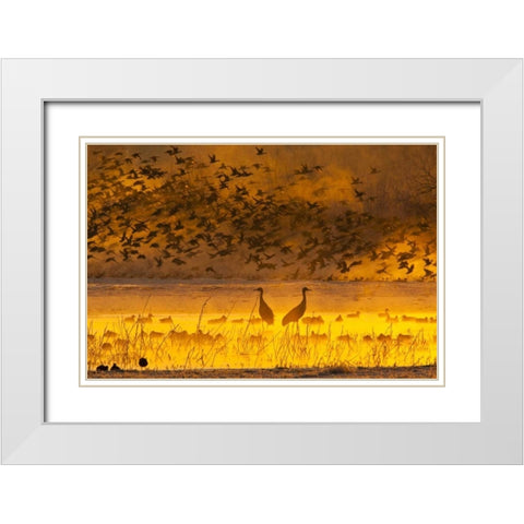 New Mexico Sandhill cranes and snow geese in fog White Modern Wood Framed Art Print with Double Matting by Illg, Cathy and Gordon