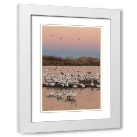 New Mexico snow geese twilight wedge White Modern Wood Framed Art Print with Double Matting by Illg, Cathy and Gordon
