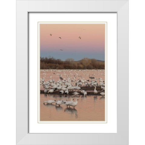 New Mexico snow geese twilight wedge White Modern Wood Framed Art Print with Double Matting by Illg, Cathy and Gordon