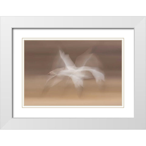 New Mexico snow goose in flight blur White Modern Wood Framed Art Print with Double Matting by Illg, Cathy and Gordon