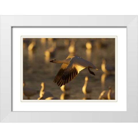 New Mexico Snow goose in flight White Modern Wood Framed Art Print with Double Matting by Illg, Cathy and Gordon