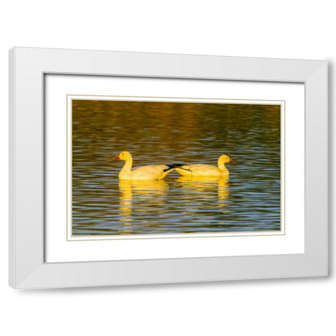 New Mexico, Bosque Del Apache NWR snow geese White Modern Wood Framed Art Print with Double Matting by Illg, Cathy and Gordon