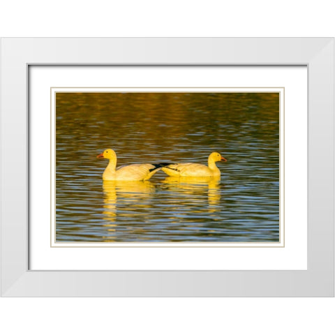 New Mexico, Bosque Del Apache NWR snow geese White Modern Wood Framed Art Print with Double Matting by Illg, Cathy and Gordon