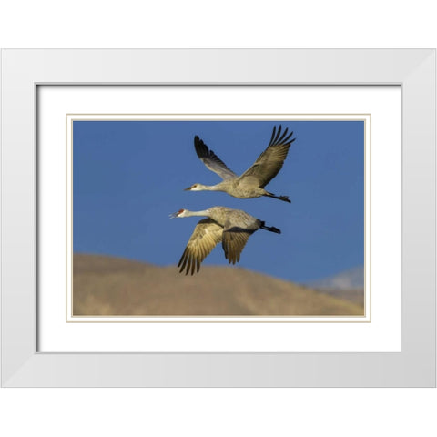 New Mexico Sandhill cranes in flight White Modern Wood Framed Art Print with Double Matting by Illg, Cathy and Gordon