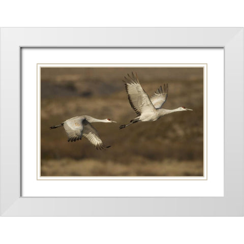 New Mexico Sandhill cranes in flight White Modern Wood Framed Art Print with Double Matting by Illg, Cathy and Gordon