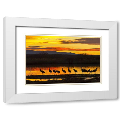 New Mexico, Bosque Del Apache Sandhill cranes White Modern Wood Framed Art Print with Double Matting by Illg, Cathy and Gordon