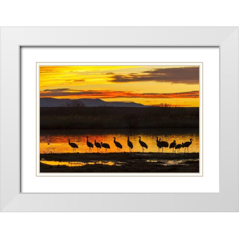 New Mexico, Bosque Del Apache Sandhill cranes White Modern Wood Framed Art Print with Double Matting by Illg, Cathy and Gordon
