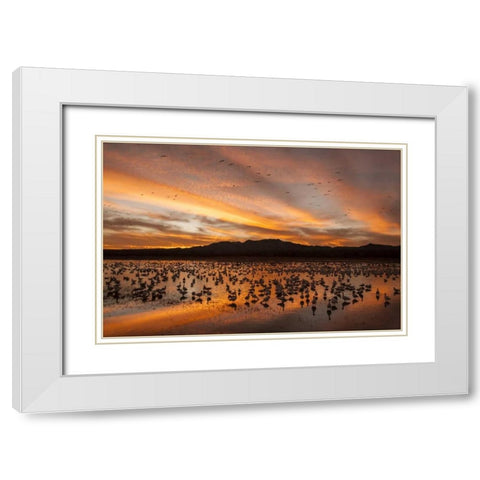 New Mexico, Bosque Del Apache snow geese sunset White Modern Wood Framed Art Print with Double Matting by Illg, Cathy and Gordon