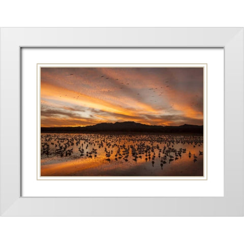 New Mexico, Bosque Del Apache snow geese sunset White Modern Wood Framed Art Print with Double Matting by Illg, Cathy and Gordon