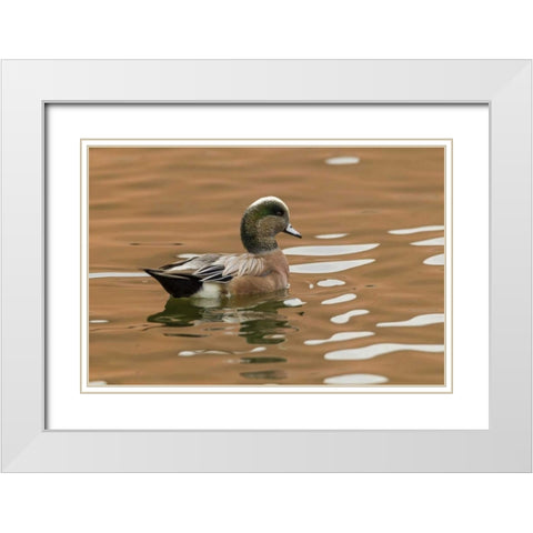 USA, New Mexico American widgeon duck in water White Modern Wood Framed Art Print with Double Matting by Illg, Cathy and Gordon