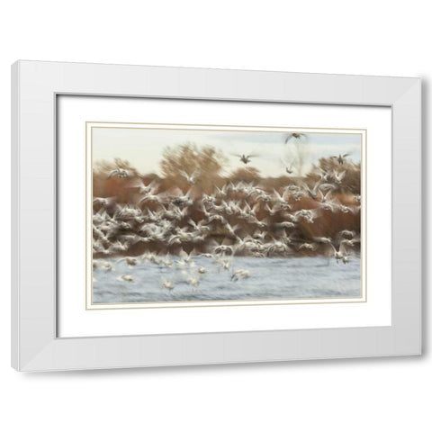 New Mexico Flock of snow geese taking flight White Modern Wood Framed Art Print with Double Matting by Illg, Cathy and Gordon