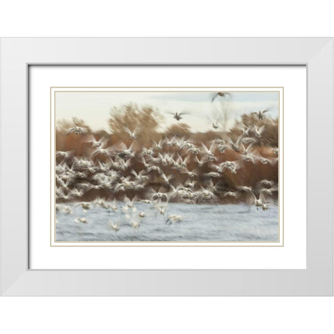 New Mexico Flock of snow geese taking flight White Modern Wood Framed Art Print with Double Matting by Illg, Cathy and Gordon
