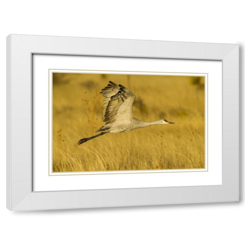 New Mexico Sandhill crane in flight White Modern Wood Framed Art Print with Double Matting by Illg, Cathy and Gordon