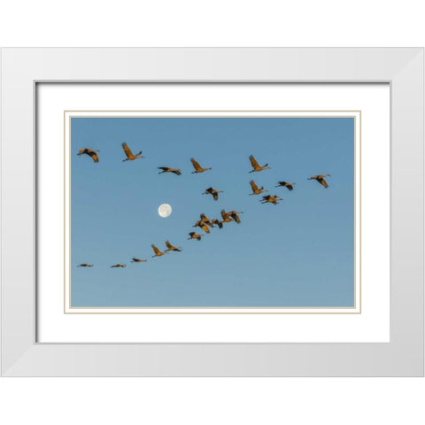 New Mexico Sandhill cranes fly past full moon White Modern Wood Framed Art Print with Double Matting by Illg, Cathy and Gordon