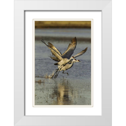 New Mexico Two Sandhill cranes taking flight White Modern Wood Framed Art Print with Double Matting by Illg, Cathy and Gordon
