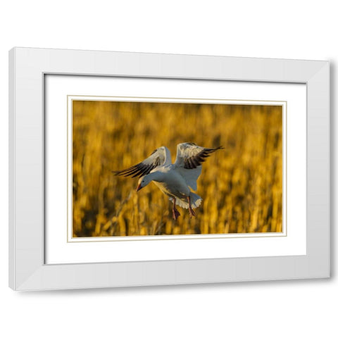 New Mexico, Bosque del Apache Snow goose landing White Modern Wood Framed Art Print with Double Matting by Illg, Cathy and Gordon