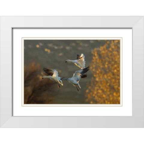 New Mexico Snow geese in flight White Modern Wood Framed Art Print with Double Matting by Illg, Cathy and Gordon