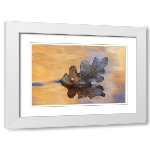 New Mexico Oak leaf in stream at Ghost Ranch White Modern Wood Framed Art Print with Double Matting by Bush, Marie