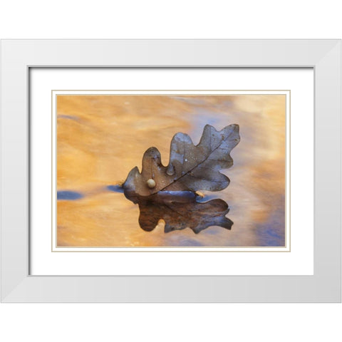 New Mexico Oak leaf in stream at Ghost Ranch White Modern Wood Framed Art Print with Double Matting by Bush, Marie