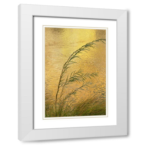 New Mexico Grass and sky reflections White Modern Wood Framed Art Print with Double Matting by Bush, Marie