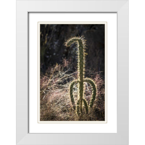 New Mexico, Valley of Fires Backlit cactus White Modern Wood Framed Art Print with Double Matting by Paulson, Don