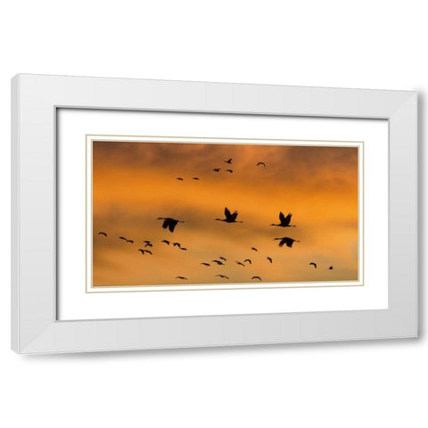 New Mexico Sandhill cranes in flight at sunset White Modern Wood Framed Art Print with Double Matting by Paulson, Don
