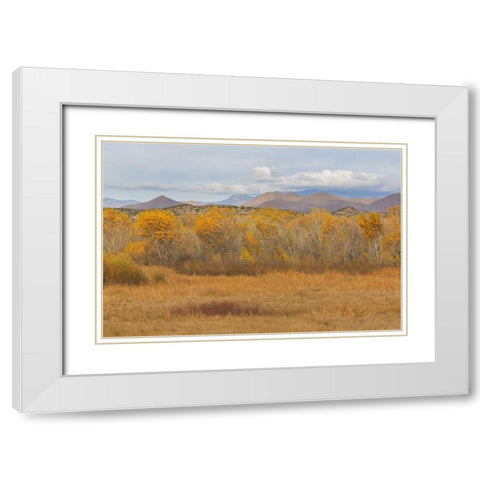 New Mexico Fall colors in grasses White Modern Wood Framed Art Print with Double Matting by Paulson, Don