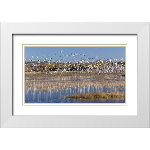 New Mexico Snow geese take flight White Modern Wood Framed Art Print with Double Matting by Paulson, Don