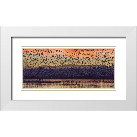 New Mexico Snow geese and Sandhill cranes White Modern Wood Framed Art Print with Double Matting by Paulson, Don