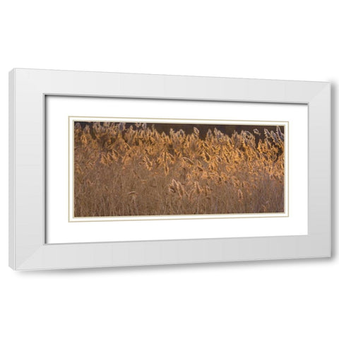New Mexico, Bosque del Apache Backlit grasses White Modern Wood Framed Art Print with Double Matting by Paulson, Don