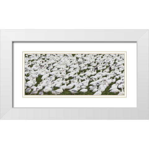 New Mexico Snow geese flock on grass White Modern Wood Framed Art Print with Double Matting by Paulson, Don