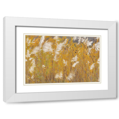 New Mexico, Bosque del Apache Blowing grasses White Modern Wood Framed Art Print with Double Matting by Paulson, Don
