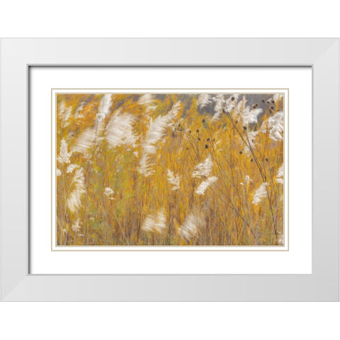 New Mexico, Bosque del Apache Blowing grasses White Modern Wood Framed Art Print with Double Matting by Paulson, Don