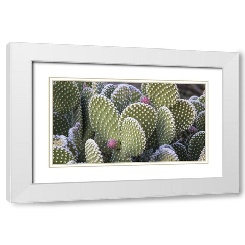 New Mexico Beavertail prickly-pear cactus White Modern Wood Framed Art Print with Double Matting by Paulson, Don