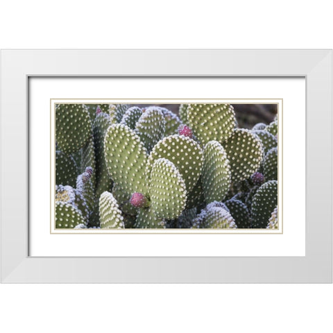 New Mexico Beavertail prickly-pear cactus White Modern Wood Framed Art Print with Double Matting by Paulson, Don