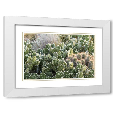 New Mexico Beavertail prickly-pear cacti White Modern Wood Framed Art Print with Double Matting by Paulson, Don