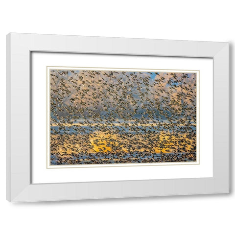 New Mexico-Bosque del Apache National Wildlife Reserve Winter flock of red-winged blackbirds White Modern Wood Framed Art Print with Double Matting by Jaynes Gallery