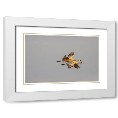 New Mexico-Bosque del Apache National Wildlife Reserve Sandhill crane pair flying  White Modern Wood Framed Art Print with Double Matting by Jaynes Gallery