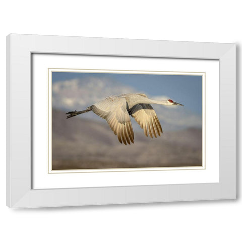 New Mexico-Bosque del Apache National Wildlife Reserve Sandhill crane flying  White Modern Wood Framed Art Print with Double Matting by Jaynes Gallery