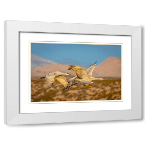 New Mexico-Bosque del Apache National Wildlife Reserve Sandhill cranes flying  White Modern Wood Framed Art Print with Double Matting by Jaynes Gallery
