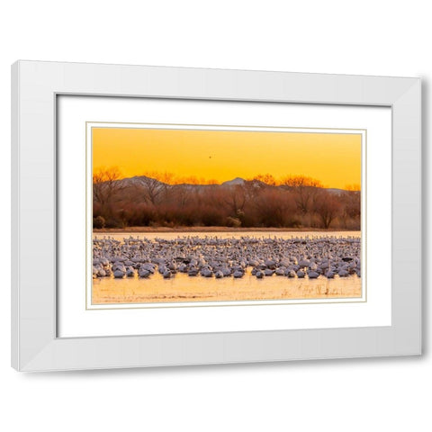 New Mexico-Bosque del Apache National Wildlife Reserve Snow geese on ice at sunrise  White Modern Wood Framed Art Print with Double Matting by Jaynes Gallery