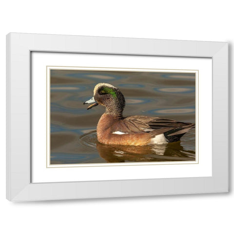 New Mexico-Socorro County American wigeon drake in water White Modern Wood Framed Art Print with Double Matting by Jaynes Gallery