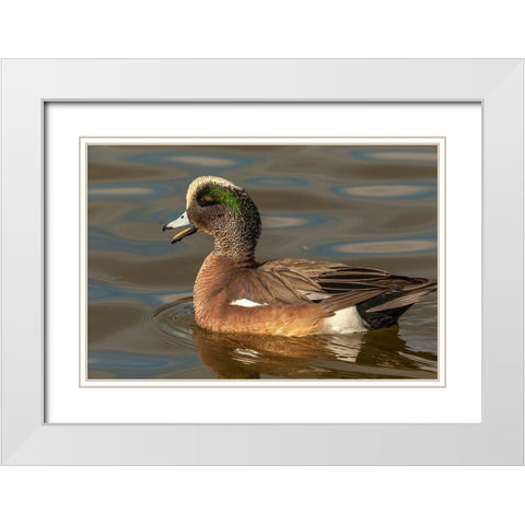 New Mexico-Socorro County American wigeon drake in water White Modern Wood Framed Art Print with Double Matting by Jaynes Gallery