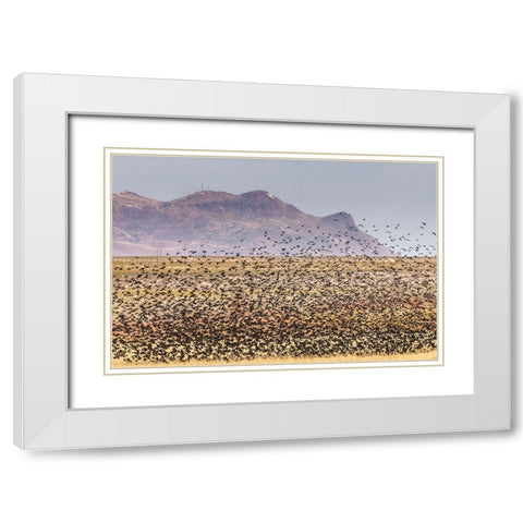 USA-New Mexico-Bosque Del Apache National Wildlife Refuge-Red-winged blackbirds taking flight White Modern Wood Framed Art Print with Double Matting by Jaynes Gallery