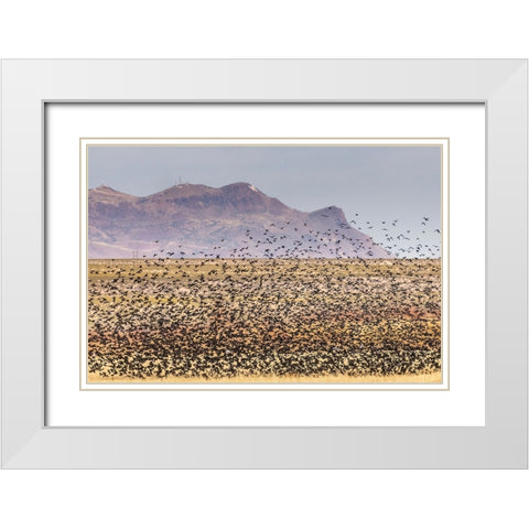 USA-New Mexico-Bosque Del Apache National Wildlife Refuge-Red-winged blackbirds taking flight White Modern Wood Framed Art Print with Double Matting by Jaynes Gallery