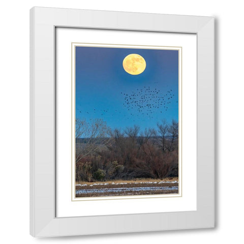 USA-New Mexico-Bosque Del Apache National Wildlife Refuge-Full moon rising and flying blackbirds White Modern Wood Framed Art Print with Double Matting by Jaynes Gallery